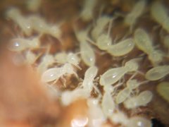 Termitinae