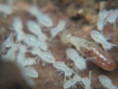 Termitinae