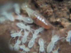 Termitinae
