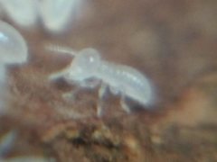 Termitinae