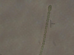 Nostocales