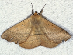 Anthela nicothoe