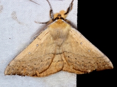 Anthela nicothoe