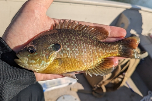 Greengill Sunfish