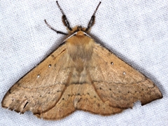 Anthela nicothoe