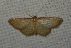 Idaea humiliata