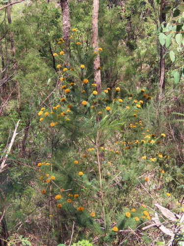 Image of Pultenaea stipularis by (c) ian_mcallan, some rights reserved (CC BY)