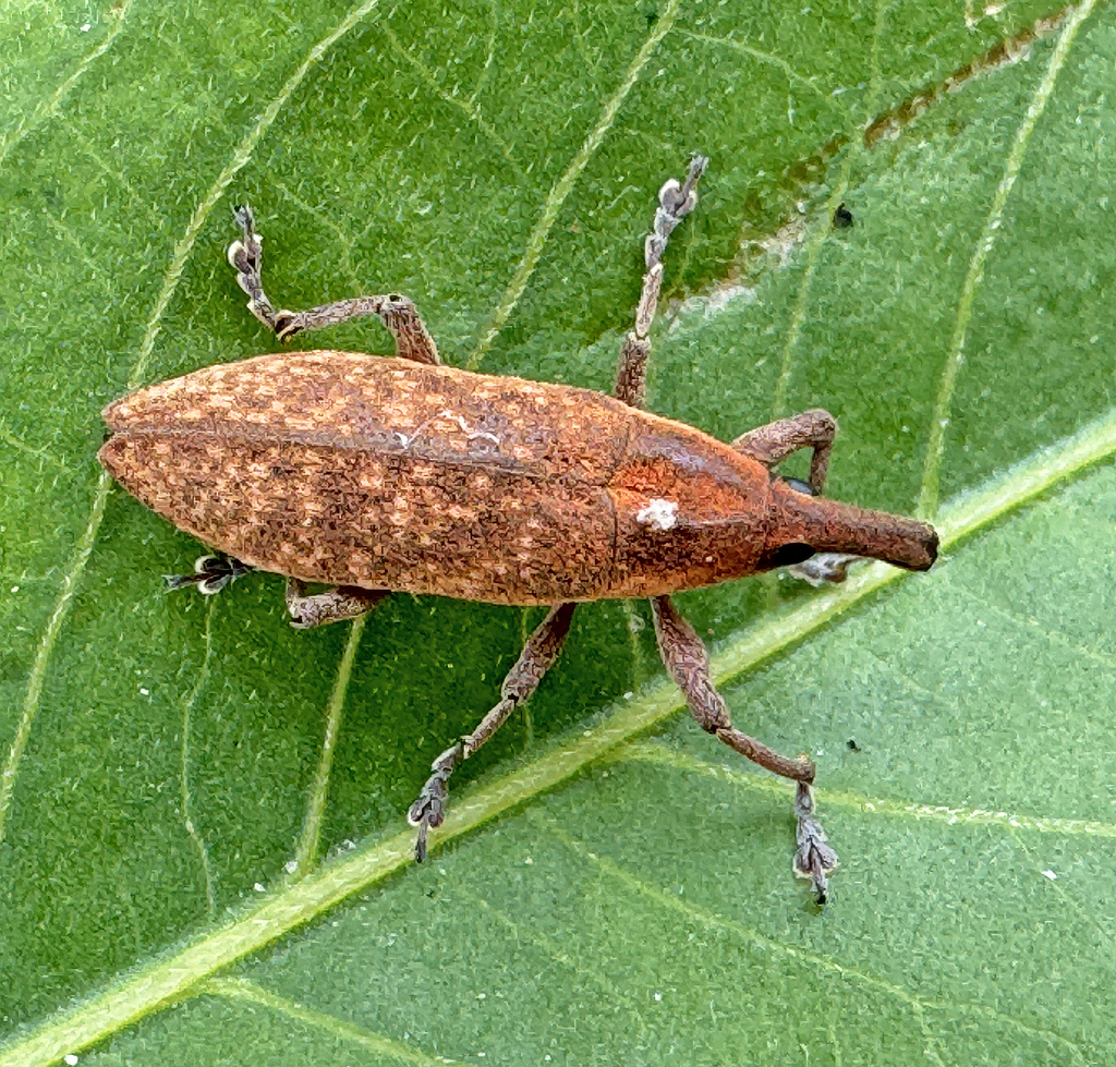 Lixus parcus