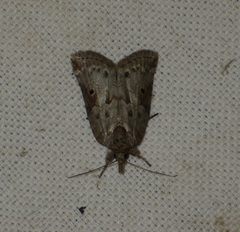 Nycteola