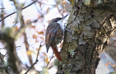 Pygarrhichas albogularis