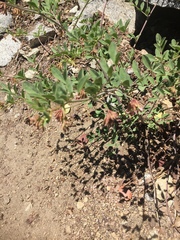 Hosackia crassifolia