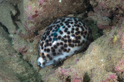 Cypraea tigris observed 2024-09-16