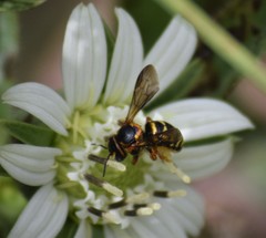 Dianthidium curvatum