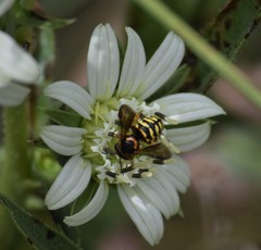 Dianthidium curvatum