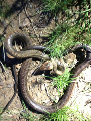 Pantherophis bairdi