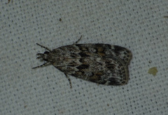 Scoparia basistrigalis