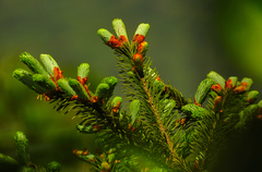 Abies guatemalensis