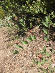 Hosackia crassifolia