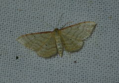 Idaea humiliata