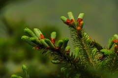 Abies guatemalensis