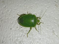 Glaucias amyoti