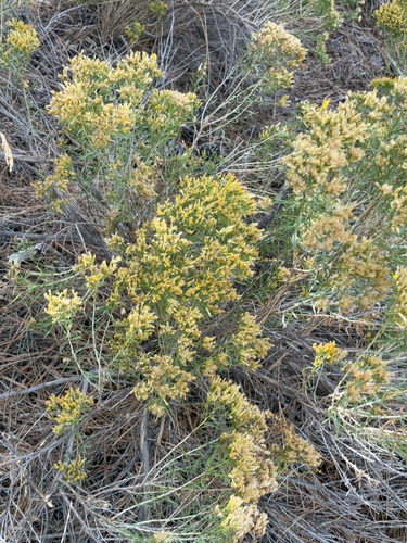 iNaturalist observation 2024-09-16
