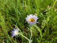 Erigeron glabellus pubescens