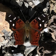 Hypanartia cinderella