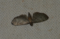 Eupithecia haworthiata