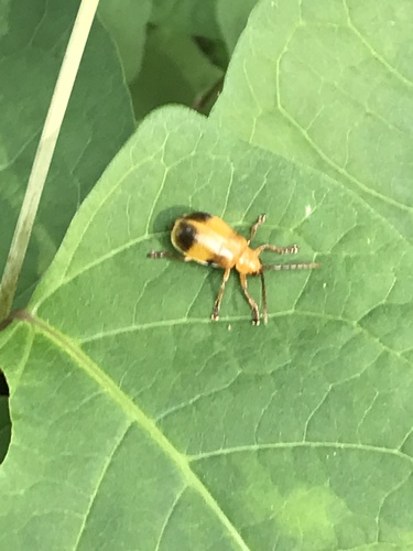 Larger Elm Leaf Beetle photo 6