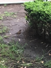 Turdus rufopalliatus