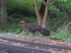 Alectura lathami lathami