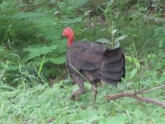 Alectura lathami lathami