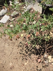 Hosackia crassifolia