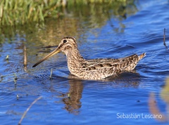 Gallinago magellanica