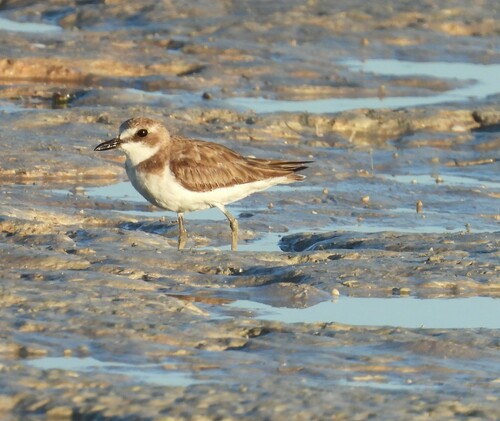 Greater Sand Plover (Anarhynchus leschenaultii), photo 6