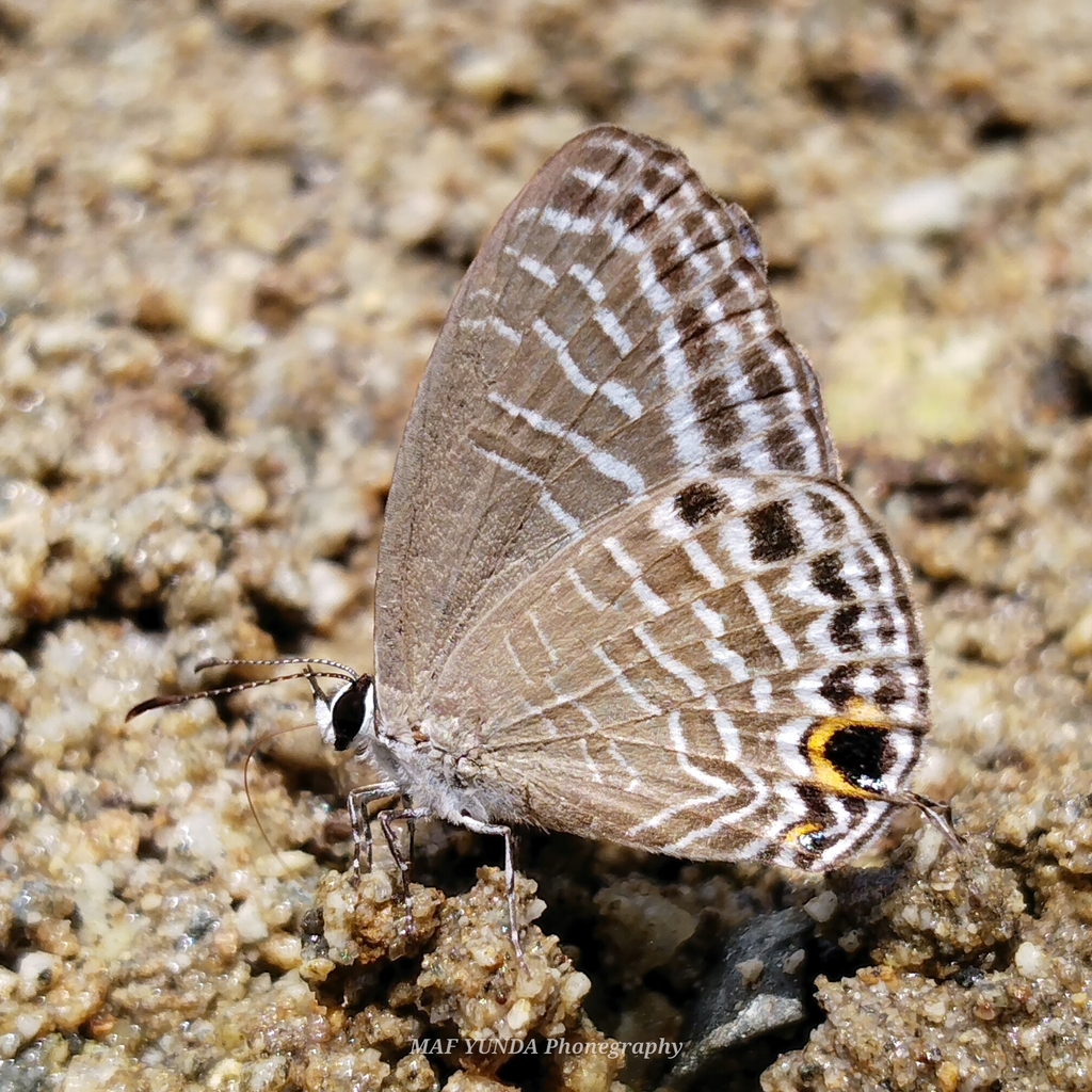 Jamides pseudosias