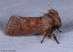 Acrolophus plumifrontella