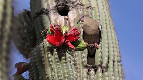 White-winged Dove