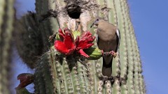 White-Winged Dove photo 2