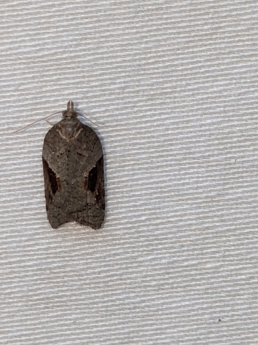 MacDunnough's Acleris photo 4