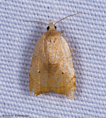 Coelostathma discopunctana