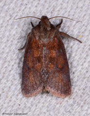 Acrolophus plumifrontella