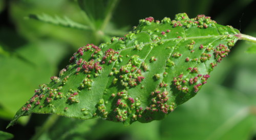Poison Ivy Leaf Mite