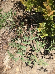 Hosackia crassifolia