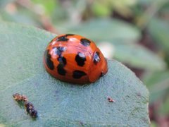 Paropsisterna octomaculata