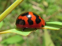 Paropsisterna octomaculata