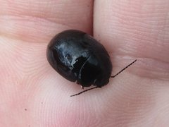 Paropsisterna delmastroi