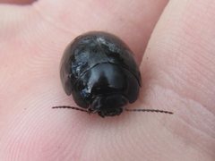 Paropsisterna delmastroi