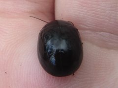 Paropsisterna delmastroi